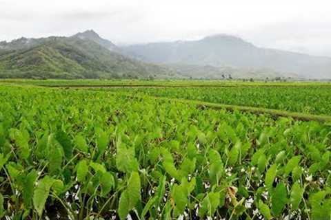 Indigenous Agriculture | Insights on PBS Hawai''''i