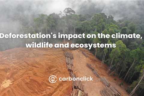 Deforestation's impact on the climate, wildlife and ecosystems