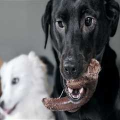 The Pet-Friendly Dining Scene in Western Washington