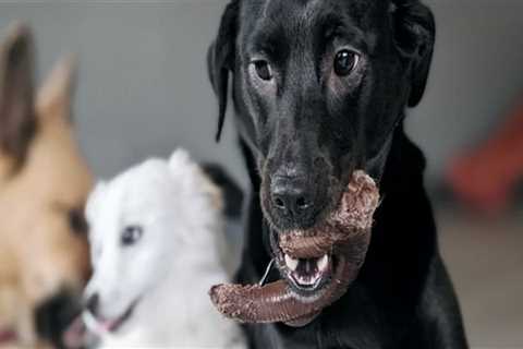 The Pet-Friendly Dining Scene in Western Washington