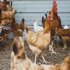 The Farm-to-Table Movement in Northeast Ohio: A Local Expert's Perspective