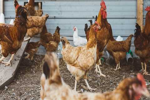 The Farm-to-Table Movement in Northeast Ohio: A Local Expert's Perspective